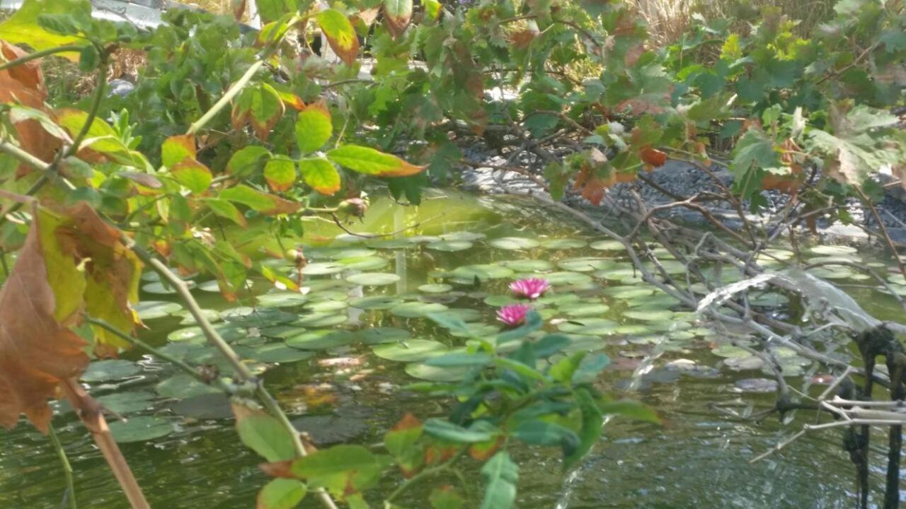 Kmo Yam In The Love Garden Kinneret Exterior photo